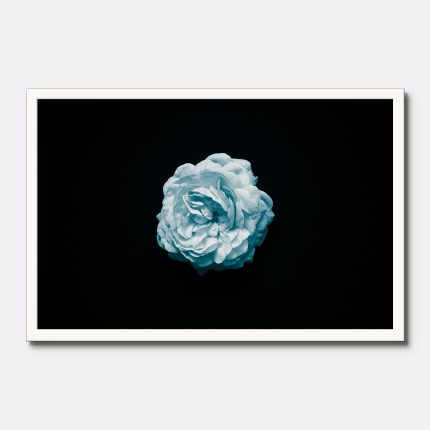 Elegant Blue Rose